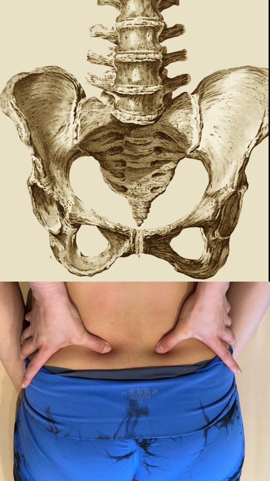 Anatomía del plexo sacro y la pelvis